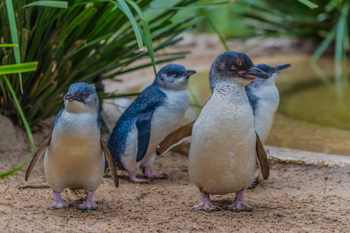 Cincinnati Zoo & Botanical Garden Little Blue Penguins
