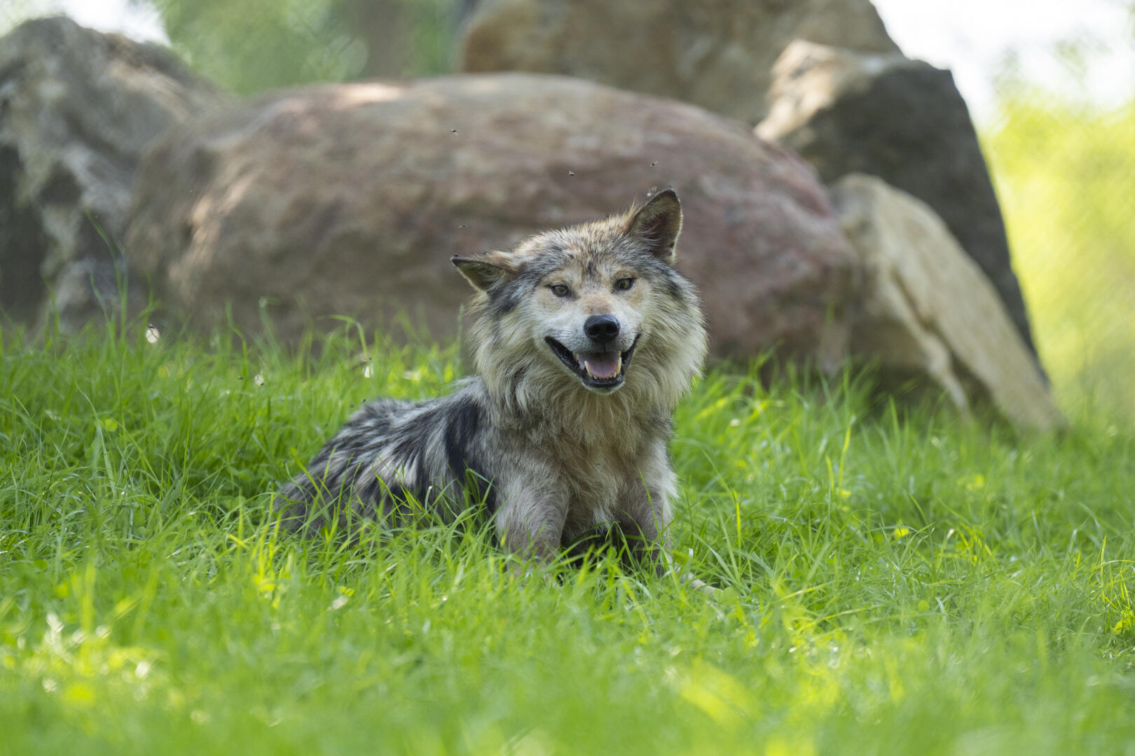 Columbus Zoo Mexican Wolf Exhibit