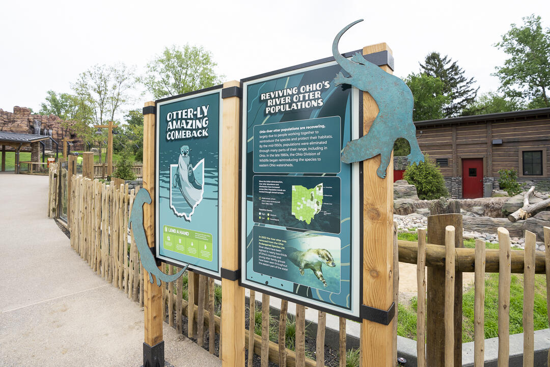 Columbus Zoo Reviving Ohio's River Otter Population