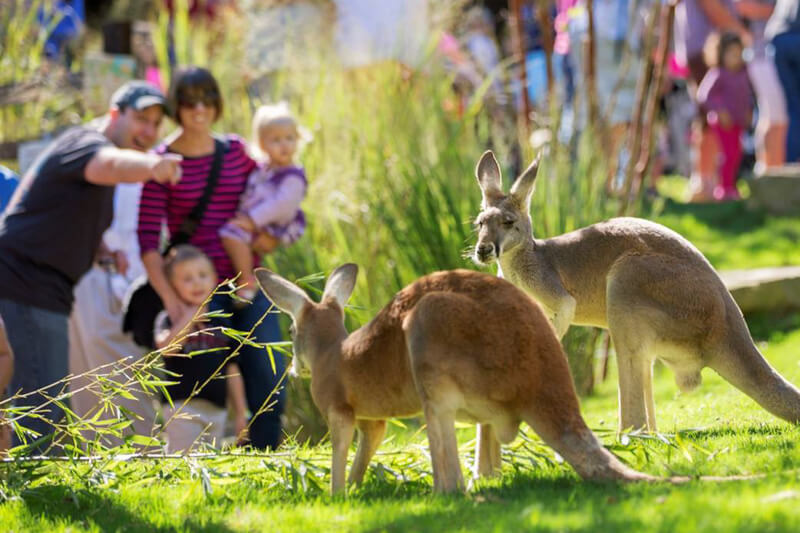 Gray Kangaroos