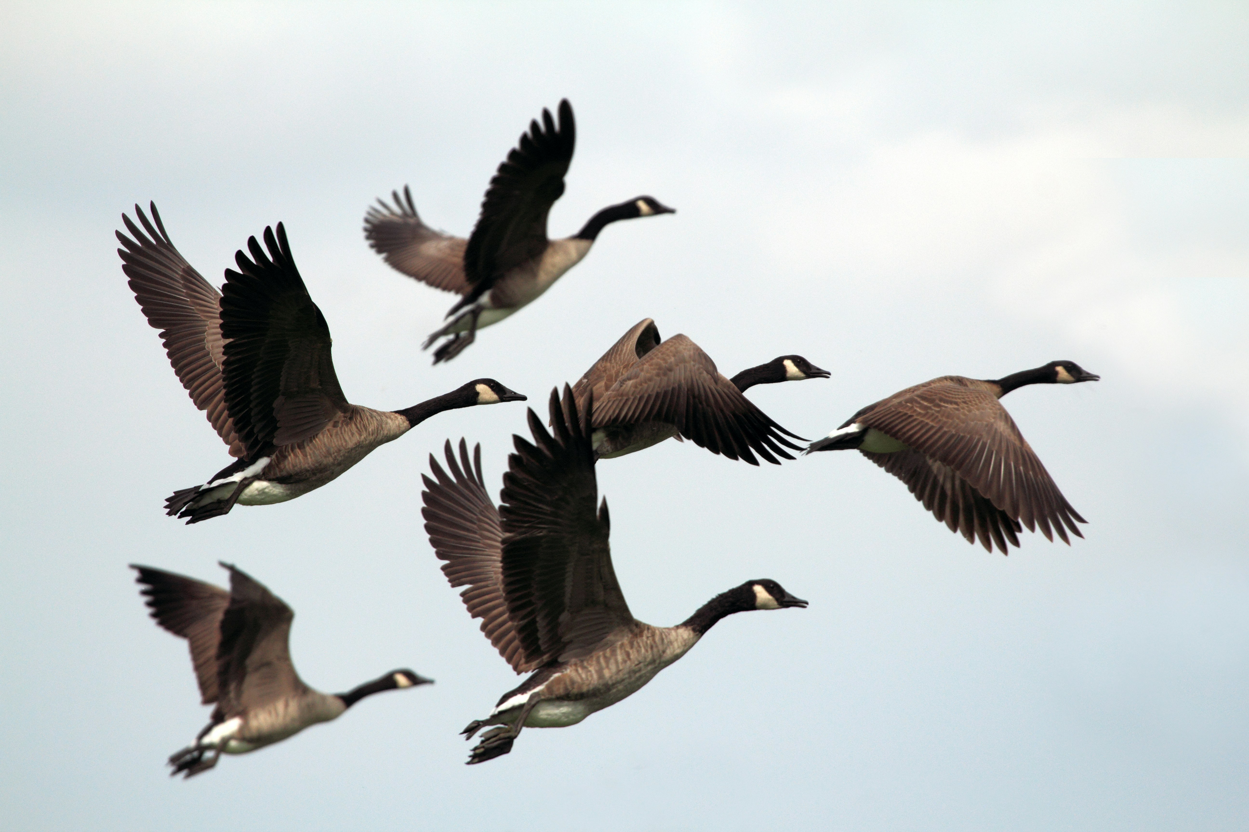 geese-flying-gary-bendig