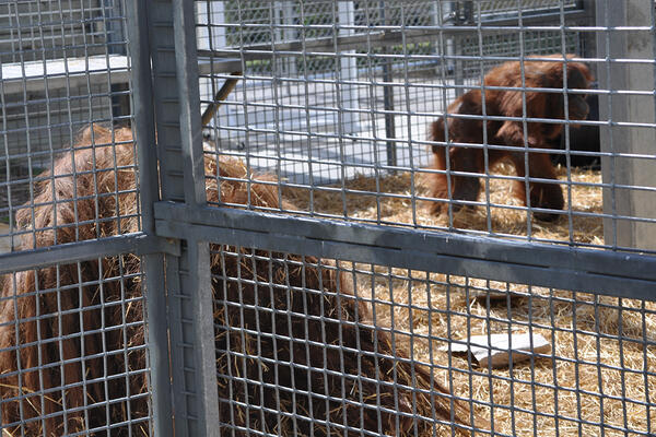 orangutan holding facility