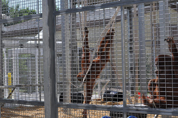 orangutan holding facility