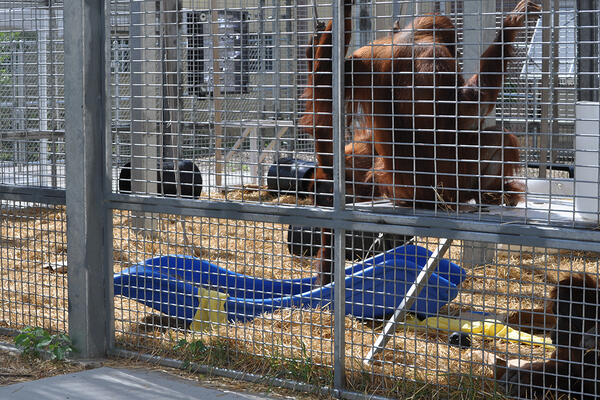 orangutan holding facility