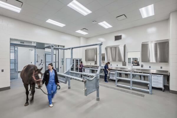 Science and Technology, pharmaceutical, life sciences, production, biology, cleanroom, Purdue University, Pepper Indiana, Pepper Construction, Animals, Horses, Indiana, Boilers, Vets, Veterinary, doctors, Medicine, Teaching, Hospitals, Medicine Teaching Hospitals, Higher Education, College construction, Construction, Higher Education Construction
