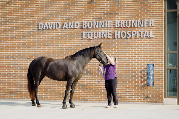 Equine Hospital