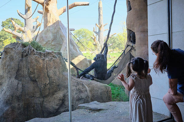 Bramsen Tropical Forests