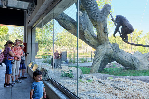 Bramsen Tropical Forests