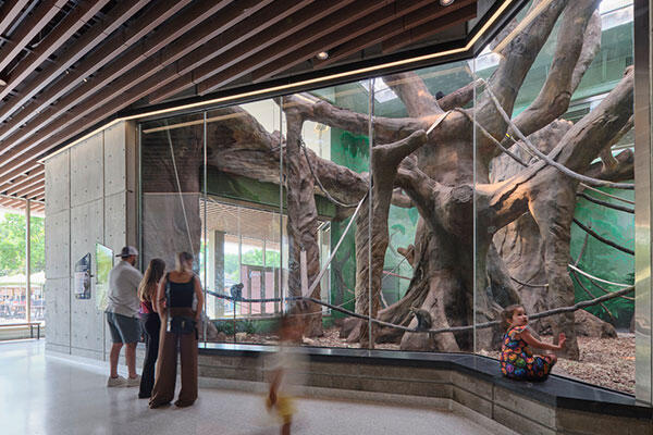 Bramsen Tropical Forests