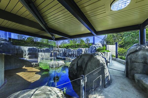 Photo of the finished Mayari Pritzker Penguin Cove at Lincoln Park Zoo