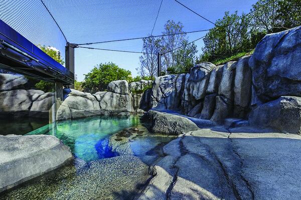 Photo of the finished Mayari Pritzker Penguin Cove at Lincoln Park Zoo