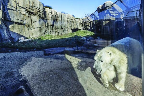 Photo of the finished Walter Artic Tundra Exhibit at Lincoln Park Zoo