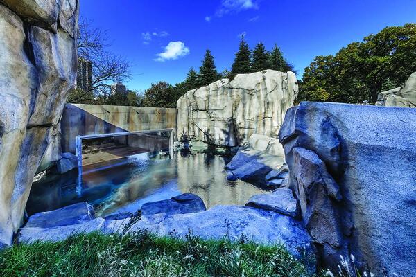 Photo of the finished Walter Artic Tundra Exhibit at Lincoln Park Zoo