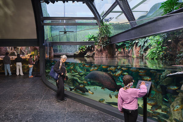 Shedd Arapyma Anaconda