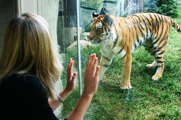 up-close-encounter-with-tiger