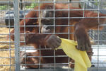 orangutan holding facility