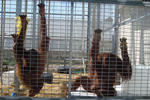 orangutan holding facility