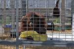 orangutan holding facility