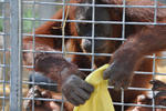 orangutan holding facility