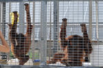 orangutan holding facility