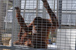 orangutan holding facility