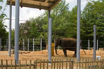 Houston-zoo-elephant-outdoor-space