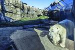 Photo of the finished Walter Artic Tundra Exhibit at Lincoln Park Zoo