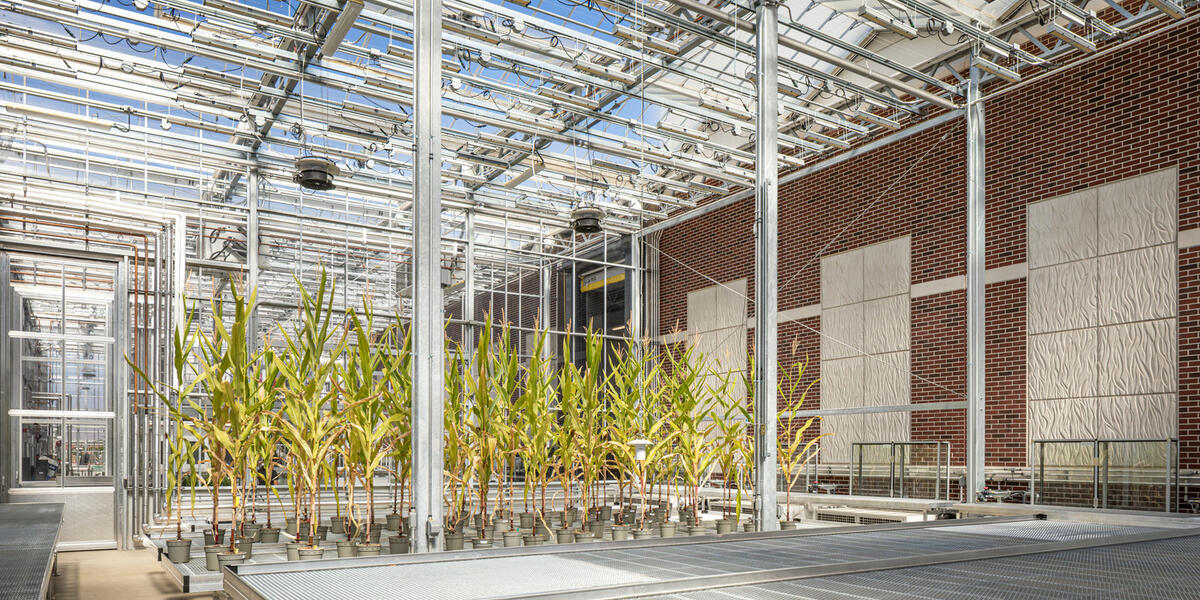 greenhouse