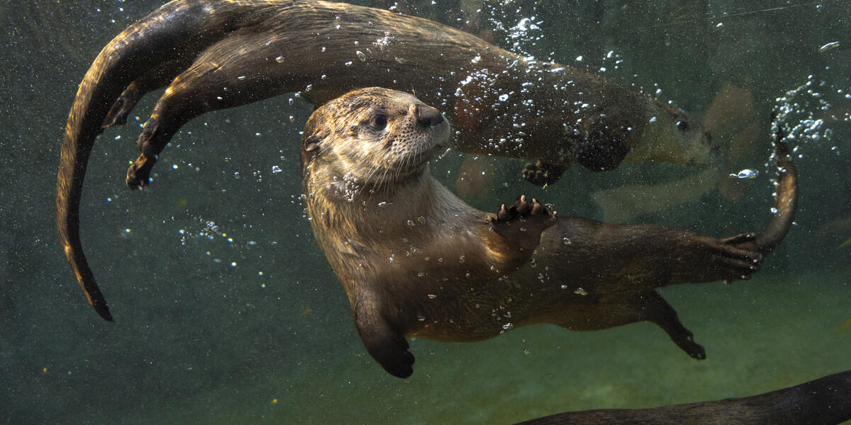 Columbus Zoo and Aquarium North America Renovations