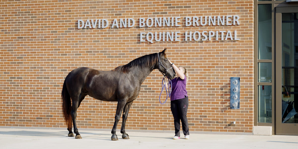 Purdue University, Vet Hospital, avid and Bonnie Brunner Purdue Veterinary Medical Hospital Complex, horses, horse hospital, Life Sciences, Science and Technology