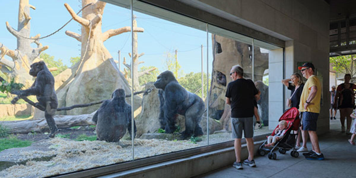 Bramsen Tropical Forests