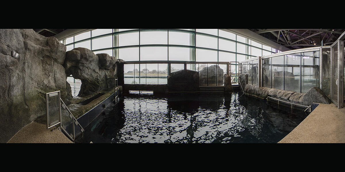 Sea Lion exhibit