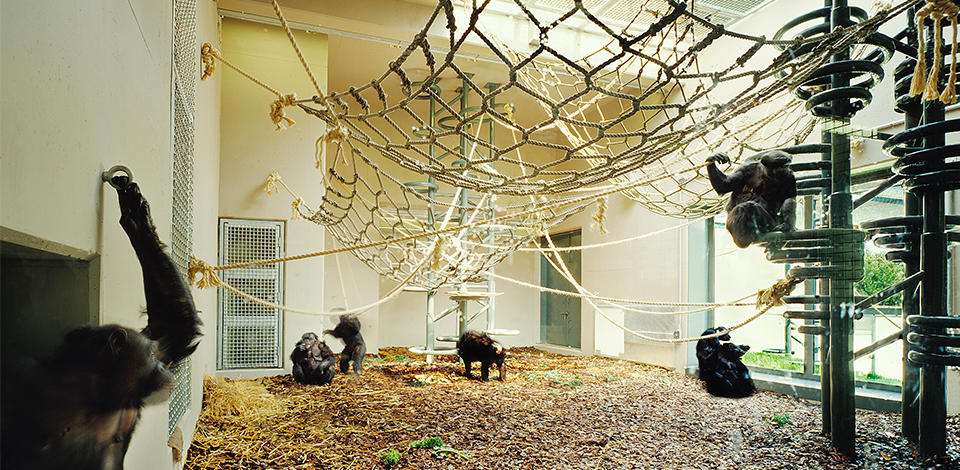 New Regenstein Center African Ape Exhibit at Lincoln Park Zoo
