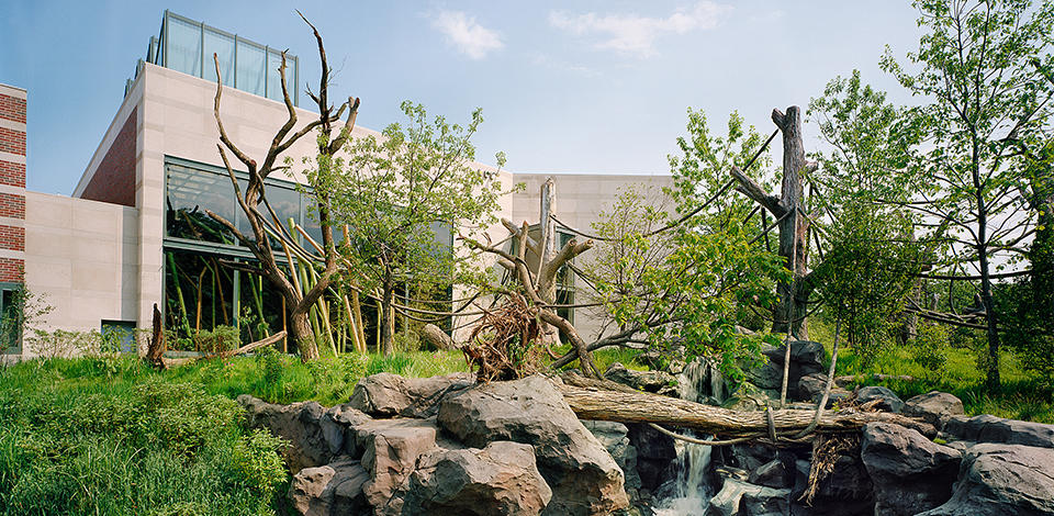 New Regenstein Center African Ape Exhibit at Lincoln Park Zoo