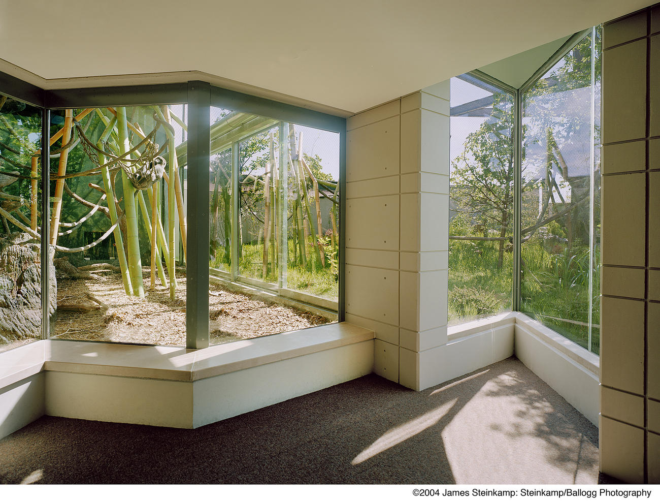 New Regenstein Center African Ape Exhibit at Lincoln Park Zoo