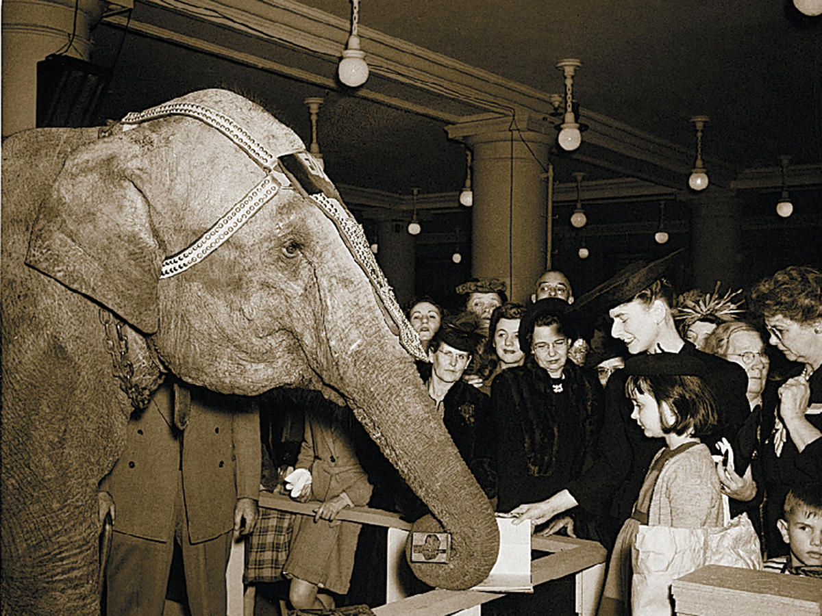 Elephant book signing