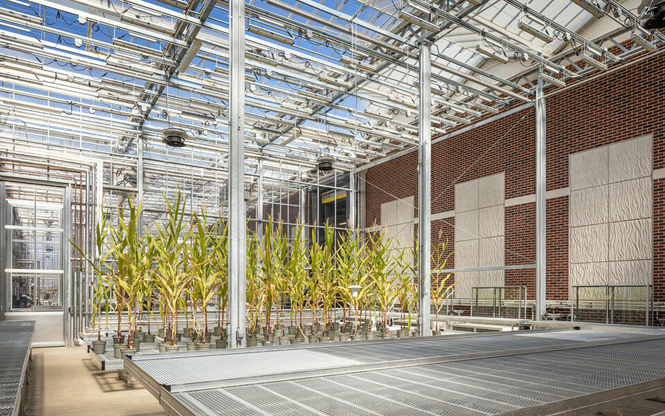 greenhouse
