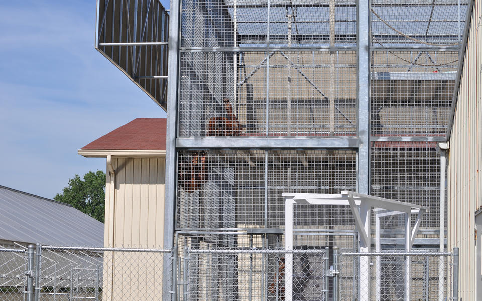 orangutan holding facility