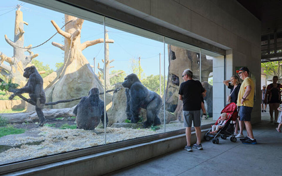 Bramsen Tropical Forests