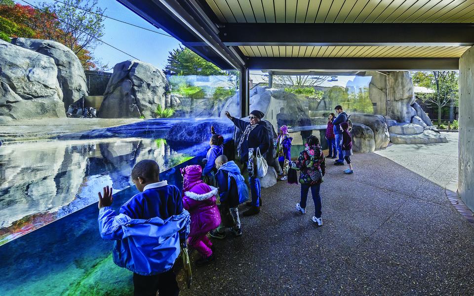 Photo of the finished Mayari Pritzker Penguin Cove at Lincoln Park Zoo