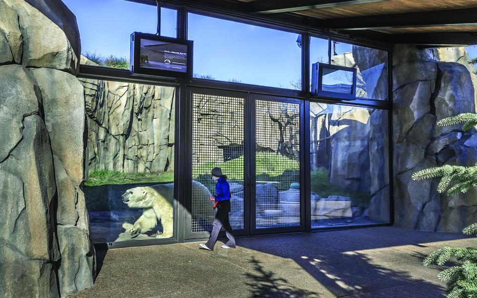 Photo of the finished Walter Artic Tundra Exhibit at Lincoln Park Zoo