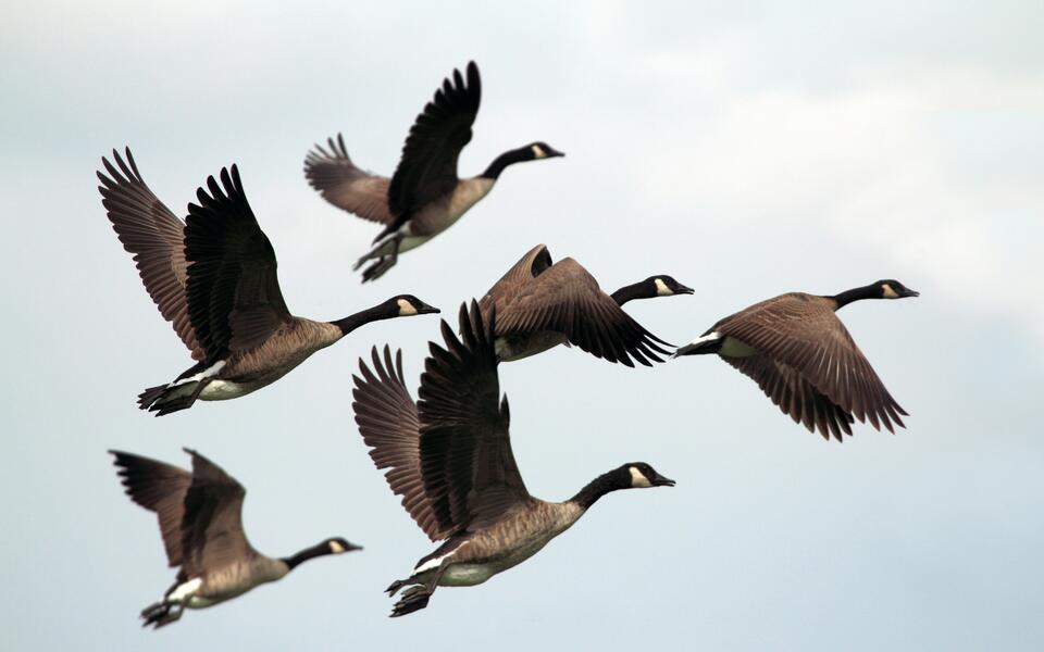 Geese-Flying